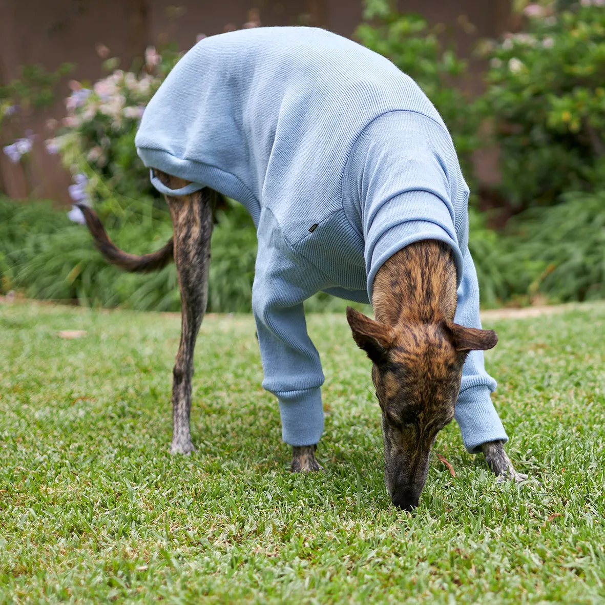 Greyhound Jumper - Glasshouse